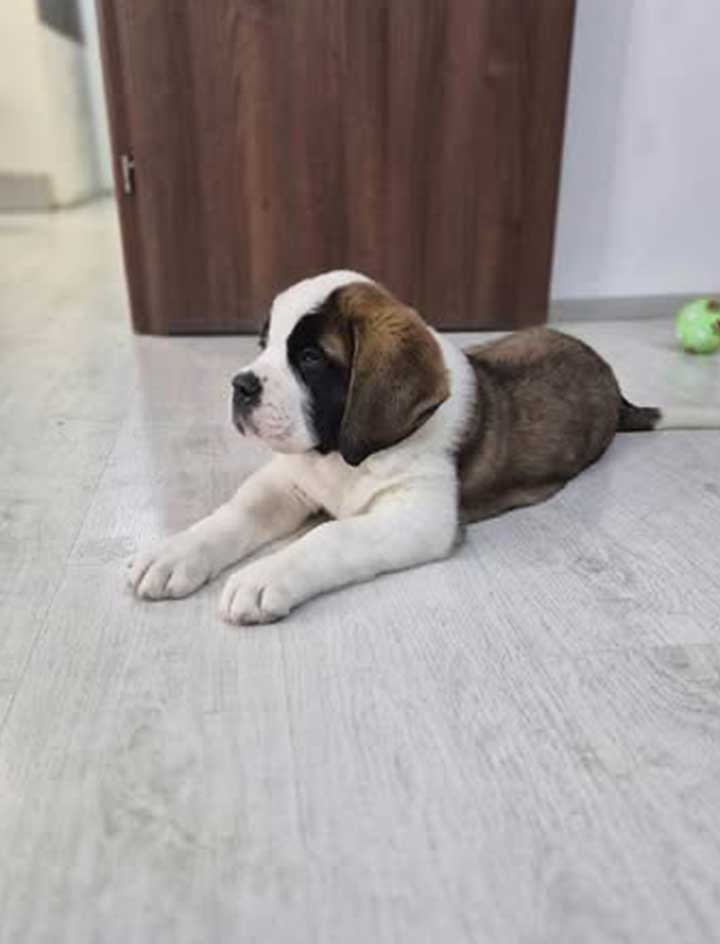 Amelie - Puii disponibili în cuiburile canisei noastre sunt exemplare de excepție, de rasă pură, cu pedigree de înaltă calitate, reflectând standardele stricte pe care le respectăm.