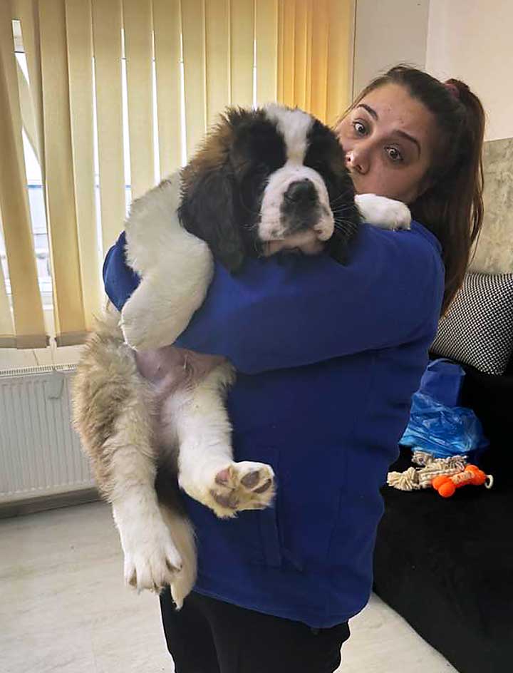 Athos - Puii disponibili în cuiburile canisei noastre sunt exemplare de excepție, de rasă pură, cu pedigree de înaltă calitate, reflectând standardele stricte pe care le respectăm.