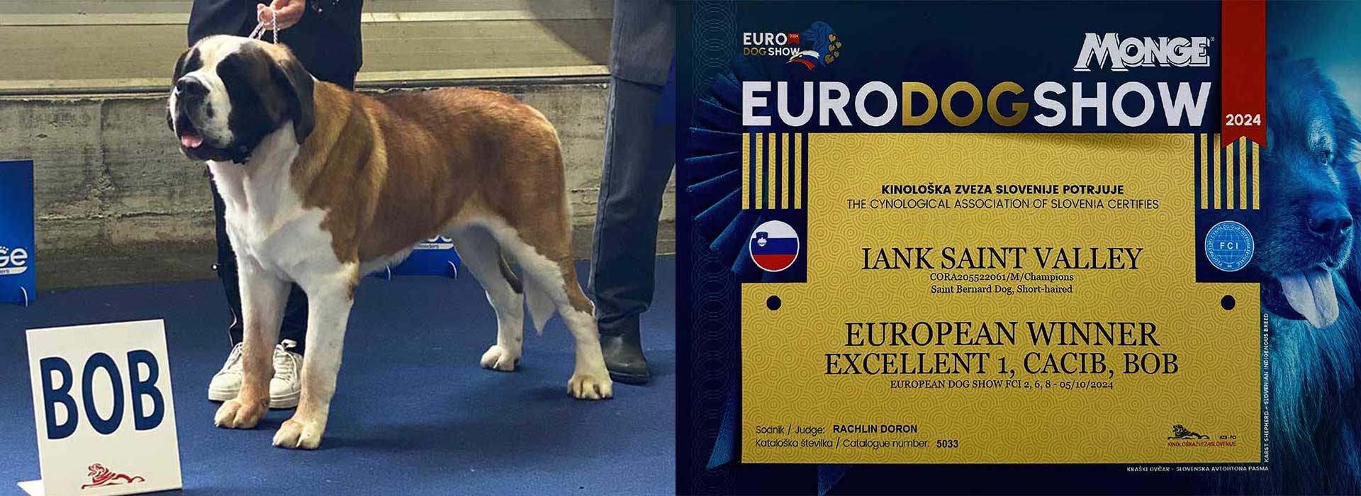 Canisa King of Valachia | Suntem specializati in cresterea si ingrijirea de Saint Bernard, oferind pui bine îngrijiți, cu pedigree și vaccinări corespunzătoare.