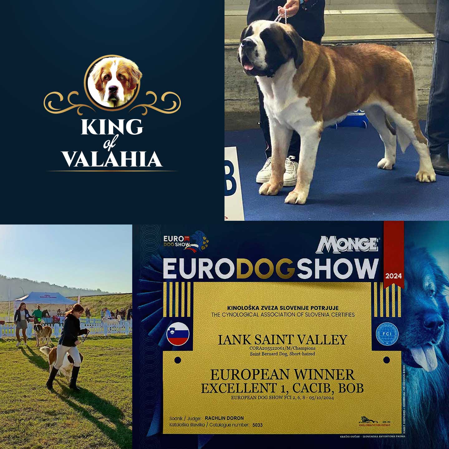 Canisa King of Valachia | Suntem specializati in cresterea si ingrijirea de Saint Bernard, oferind pui bine îngrijiți, cu pedigree și vaccinări corespunzătoare.