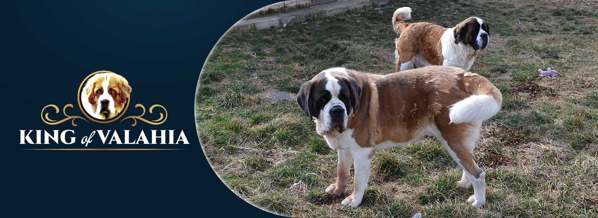 Canisa King of Valachia | Suntem specializati in cresterea si ingrijirea de Saint Bernard, oferind pui bine îngrijiți, cu pedigree și vaccinări corespunzătoare.