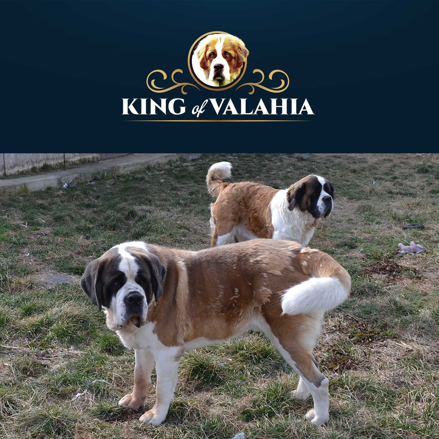 Canisa King of Valachia | Suntem specializati in cresterea si ingrijirea de Saint Bernard, oferind pui bine îngrijiți, cu pedigree și vaccinări corespunzătoare.