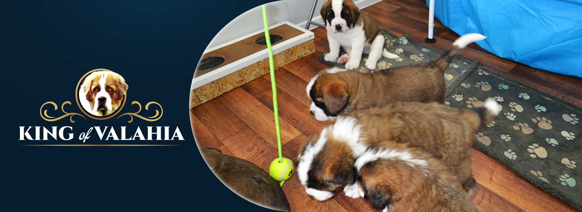Canisa King of Valachia | Suntem specializati in cresterea si ingrijirea de Saint Bernard, oferind pui bine îngrijiți, cu pedigree și vaccinări corespunzătoare.