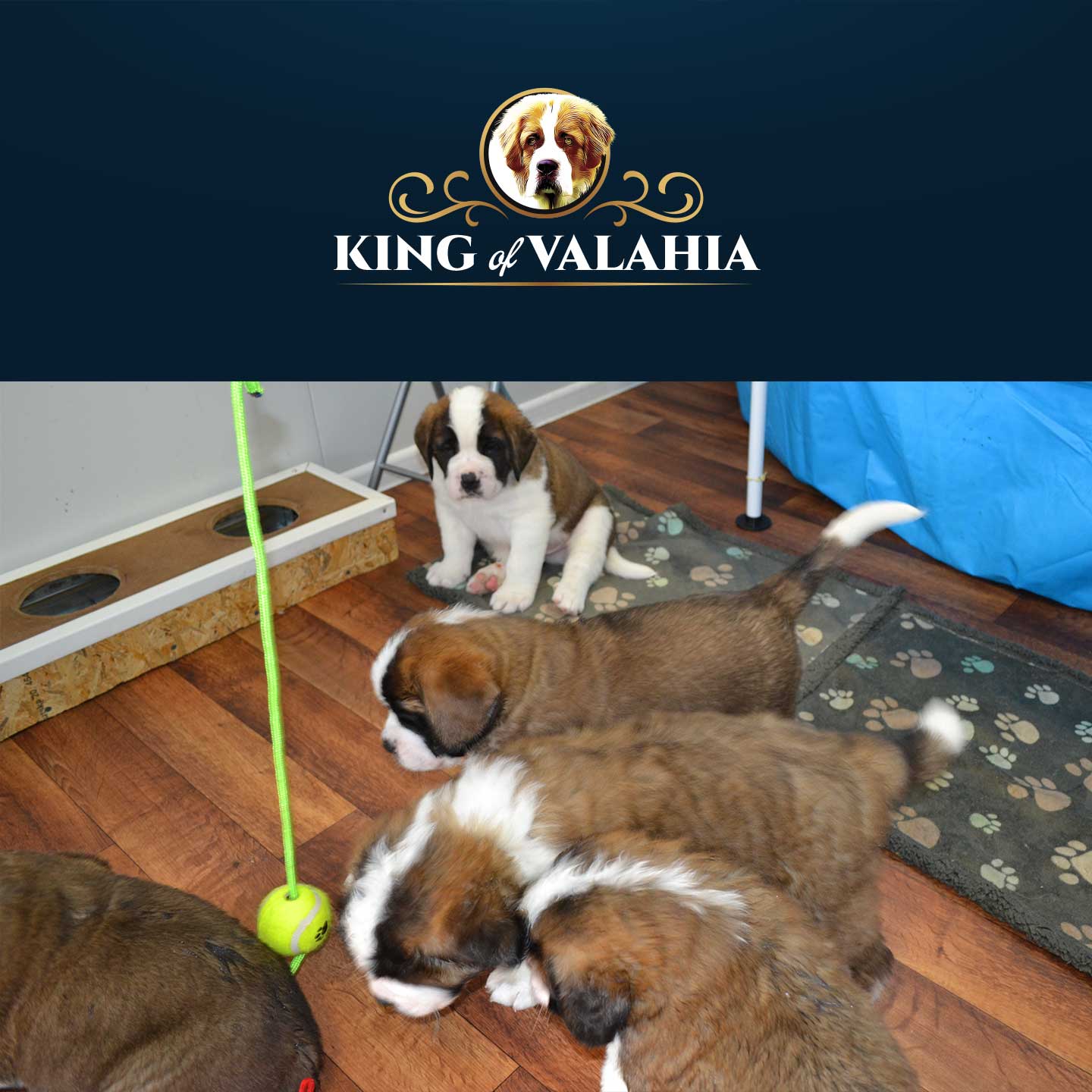 Canisa King of Valachia | Suntem specializati in cresterea si ingrijirea de Saint Bernard, oferind pui bine îngrijiți, cu pedigree și vaccinări corespunzătoare.