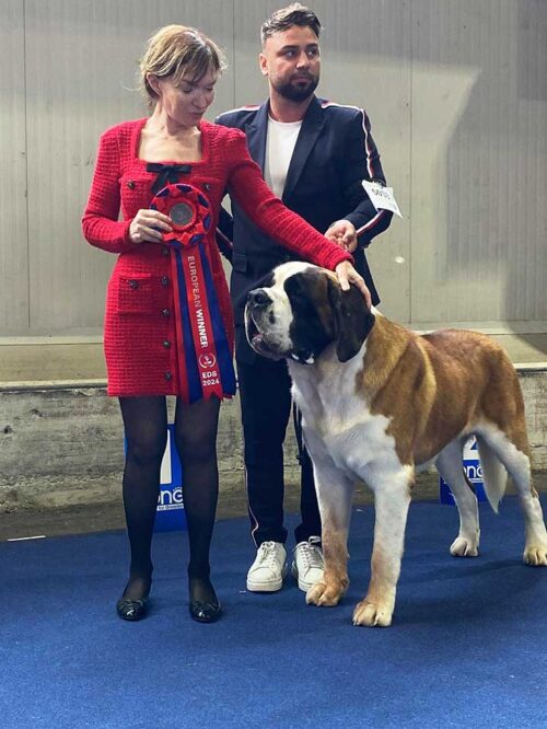 Saint Bernard campion european