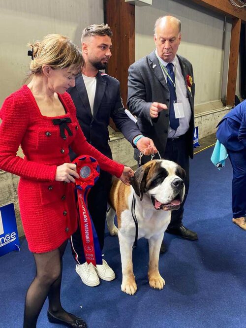 Saint Bernard campion european