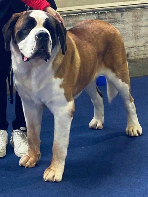 Saint Bernard campion european
