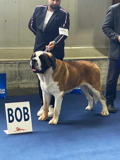 Saint Bernard campion european