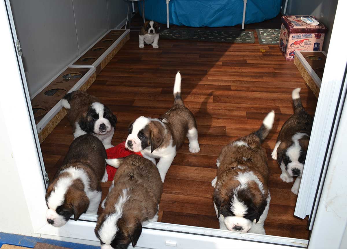 Canisa King of Valachia | Suntem specializati in cresterea si ingrijirea de Saint Bernard, oferind pui bine îngrijiți, cu pedigree și vaccinări corespunzătoare.