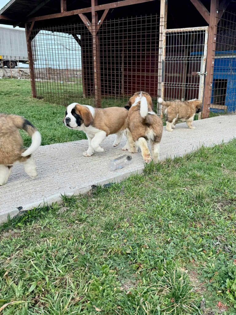 Puii disponibili în cuiburile canisei noastre sunt exemplare de excepție, de rasă pură, cu pedigree de înaltă calitate, reflectând standardele stricte pe care le respectăm. Canisa King of Valahia